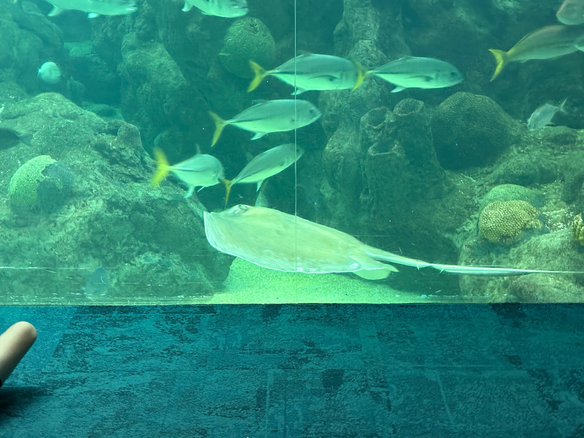 Southern Stingray
