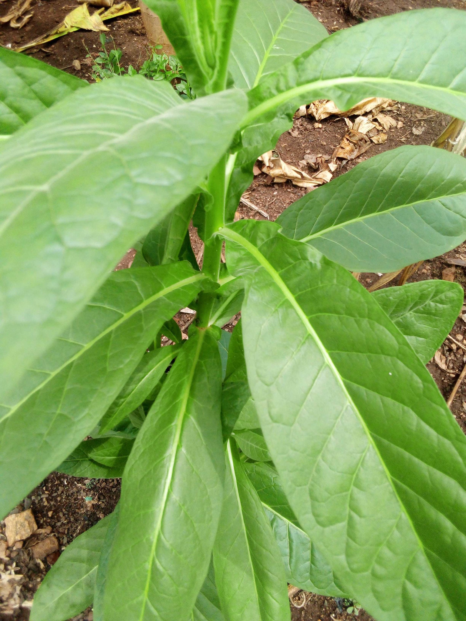 Tobacco Plant