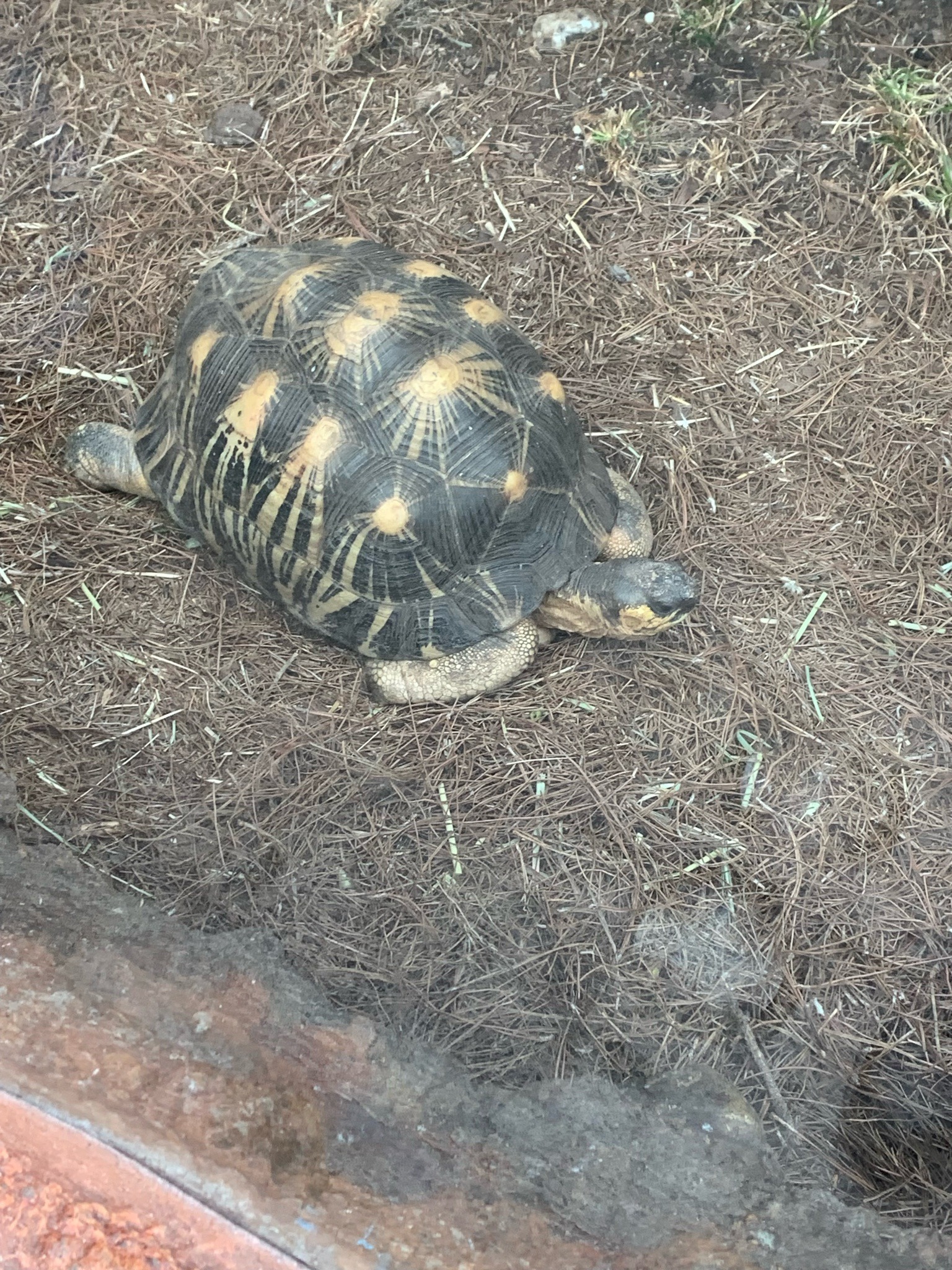 Radiated Tortoise