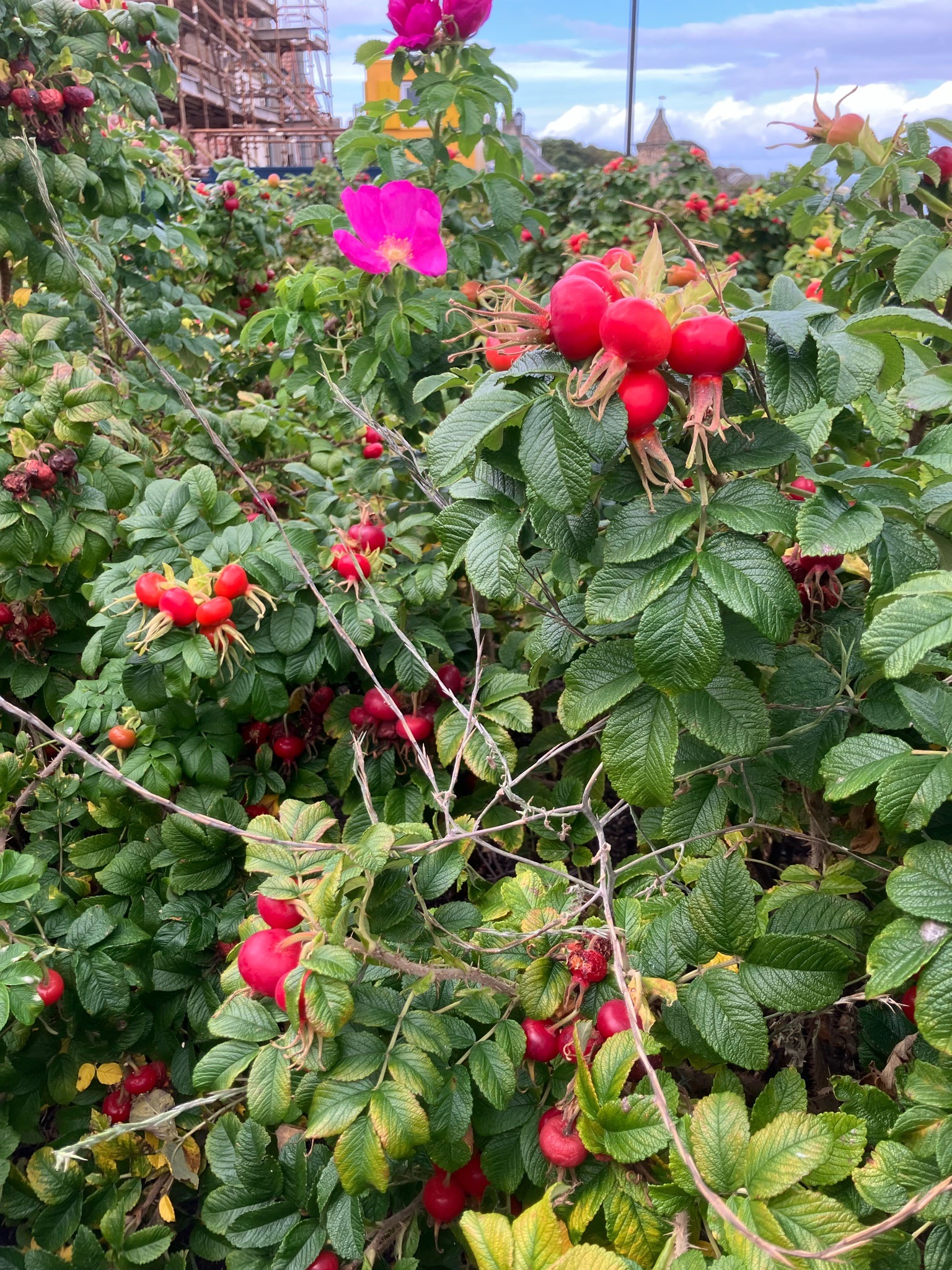 Rugosa Rose