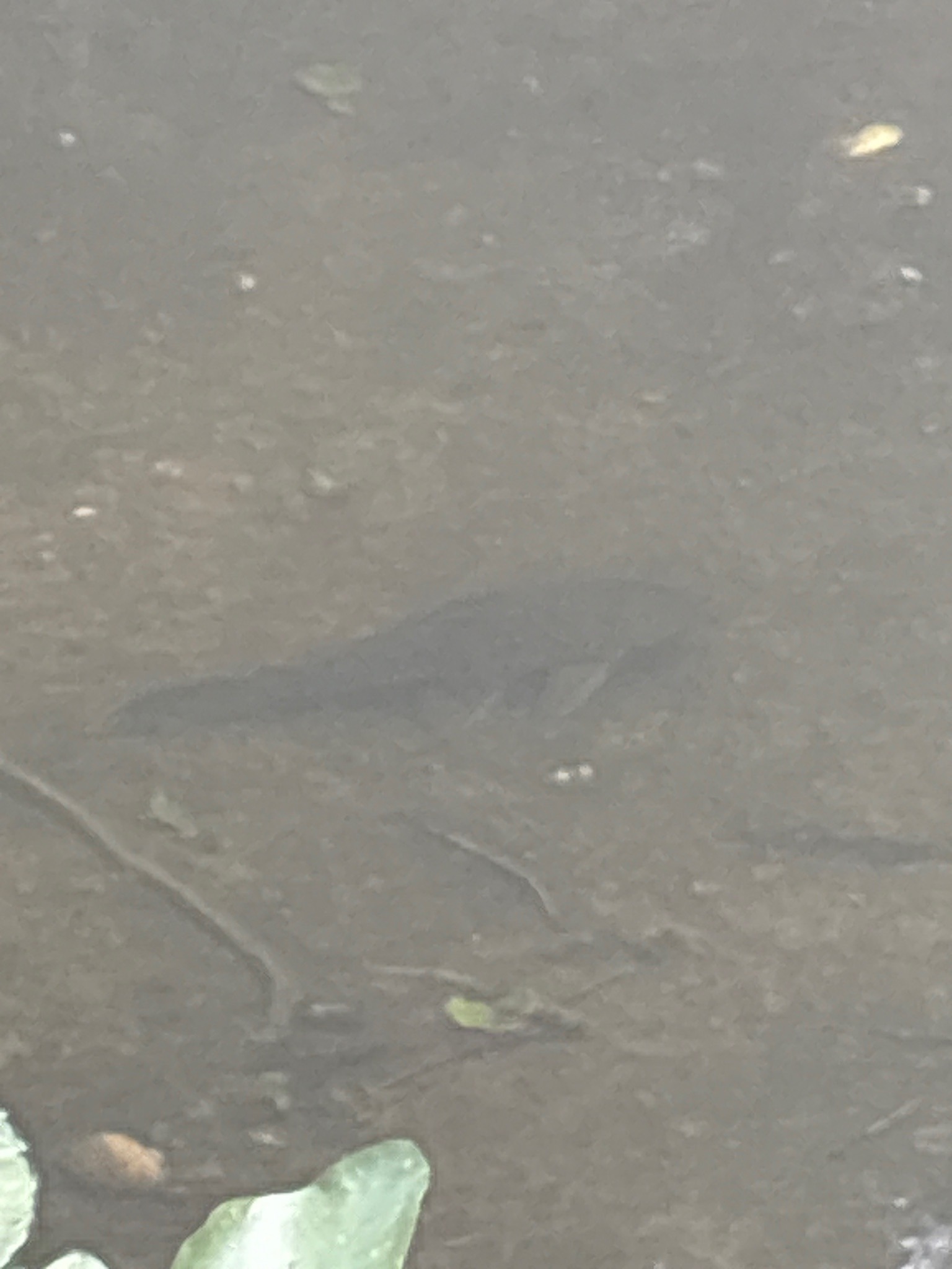 Common Pleco