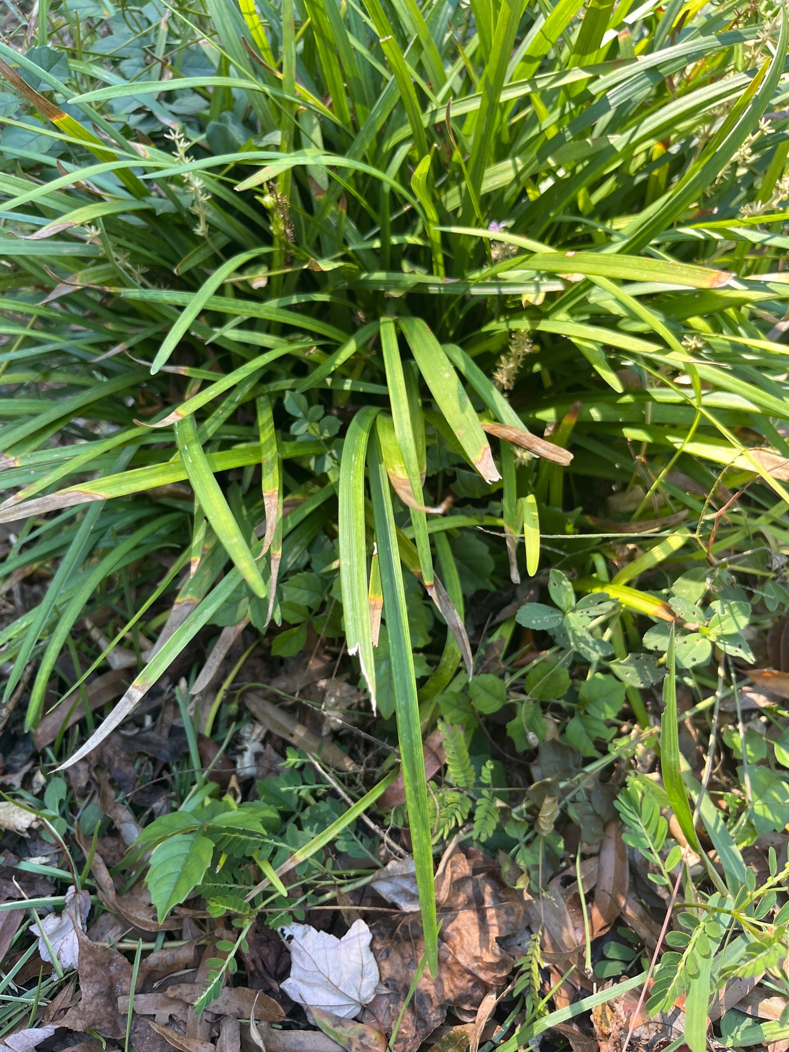 Monkey Grass