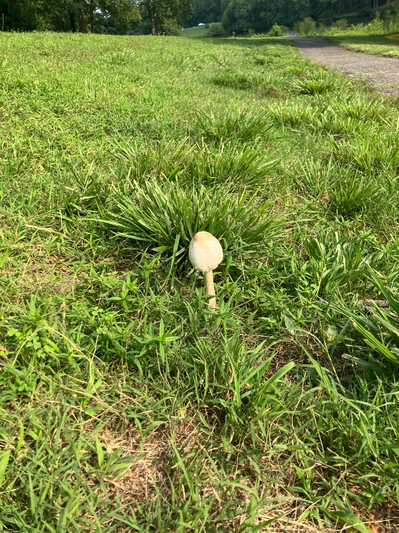 False Parasol
