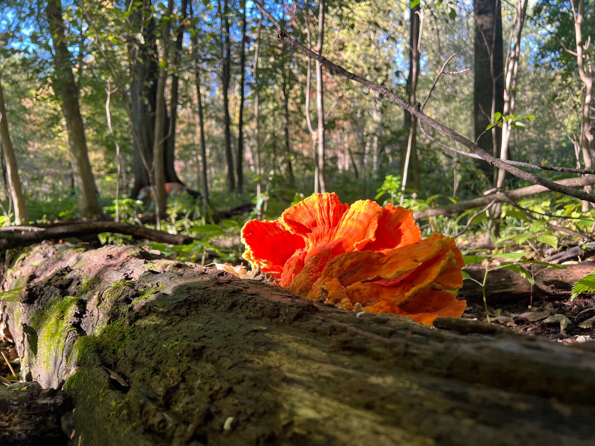 Chicken of the Woods