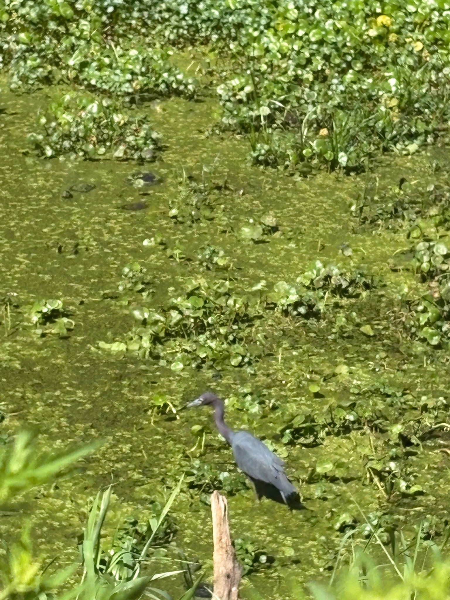 Little Blue Heron