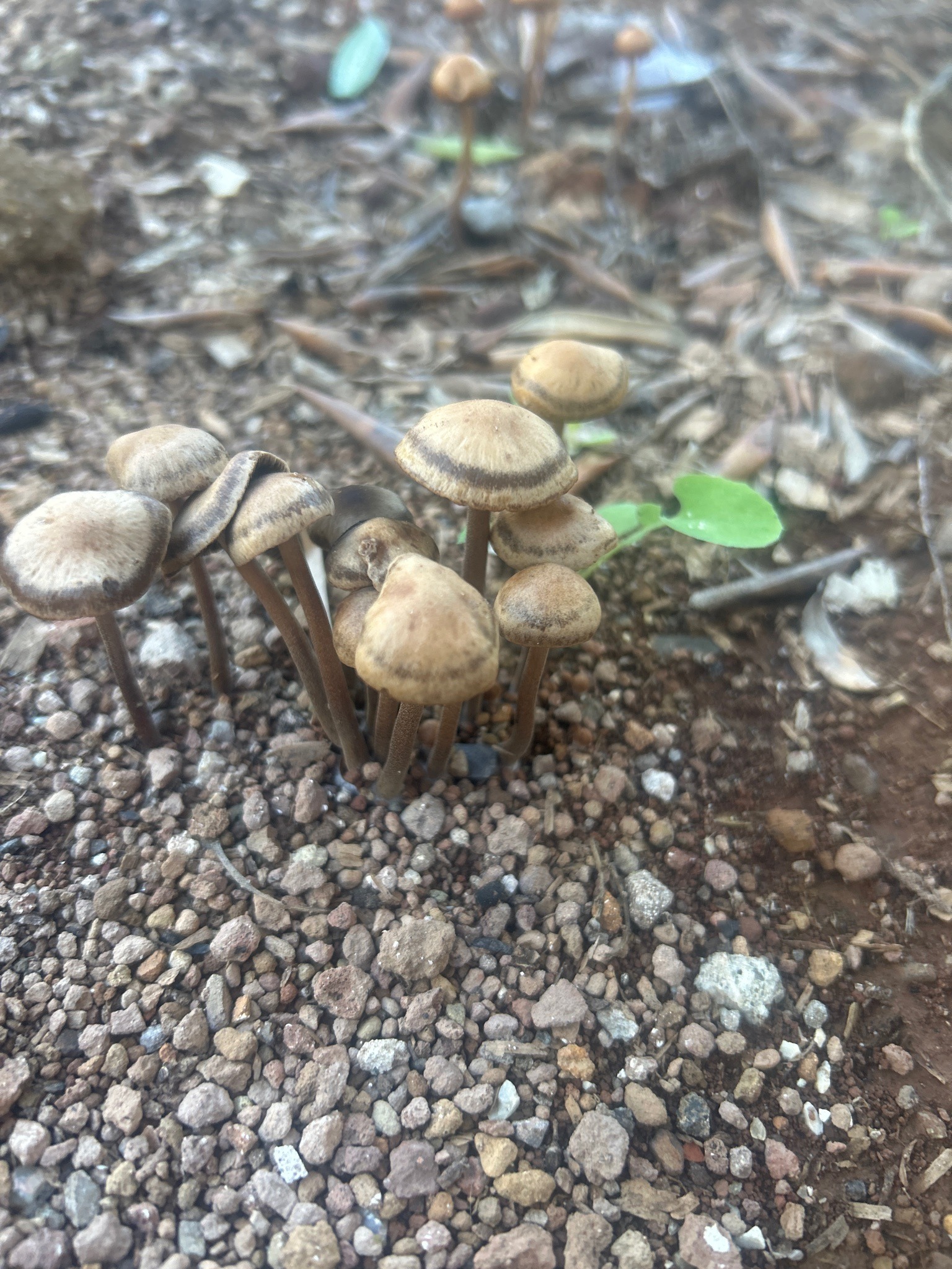 Mower's Mushroom