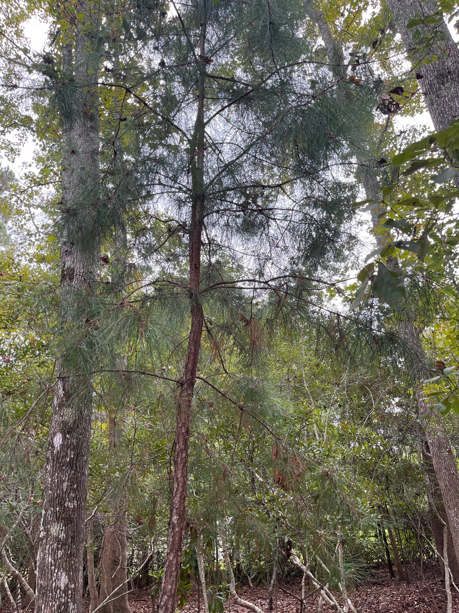 Loblolly Pine