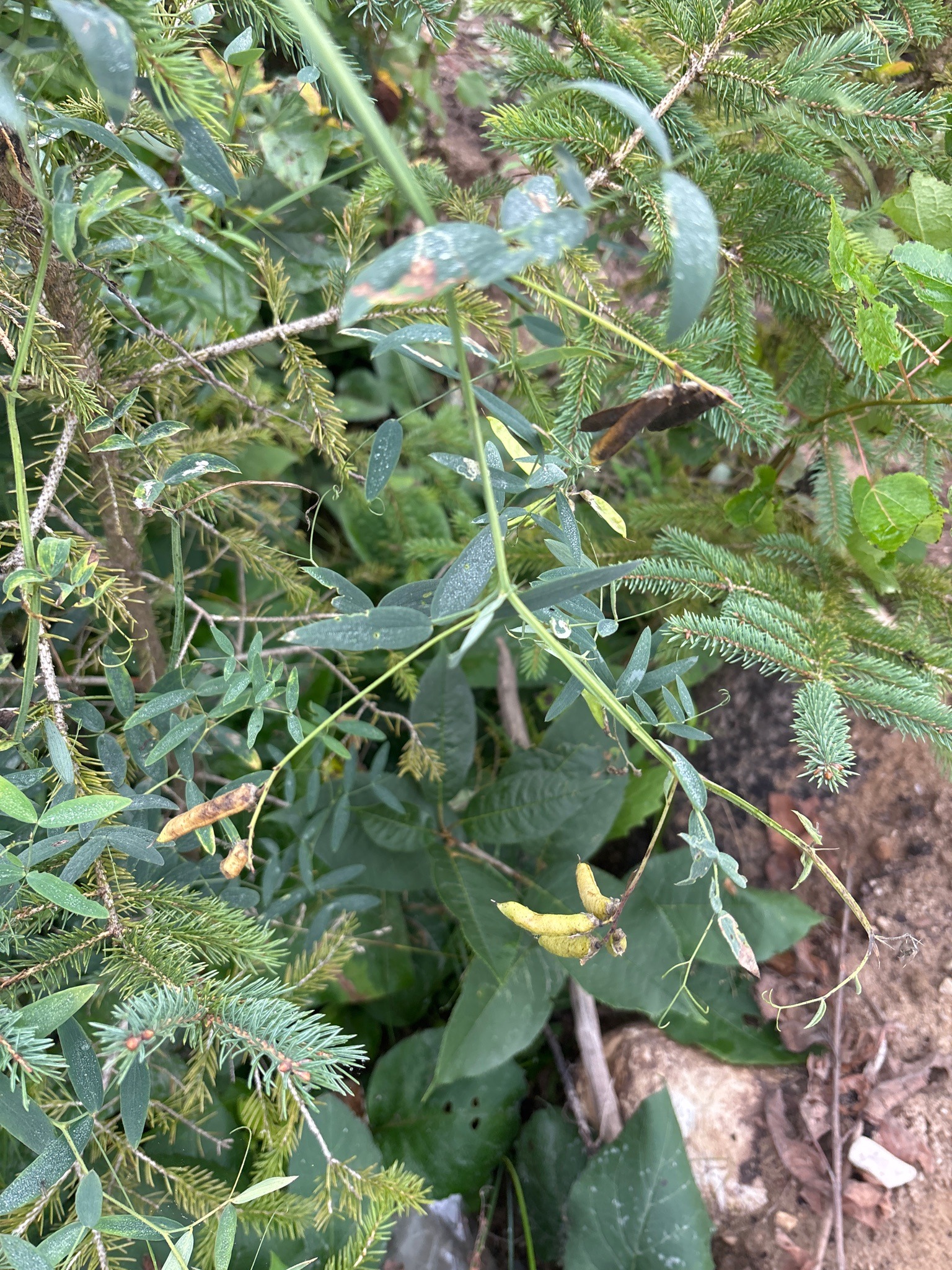 Narrow-leafed Peavine
