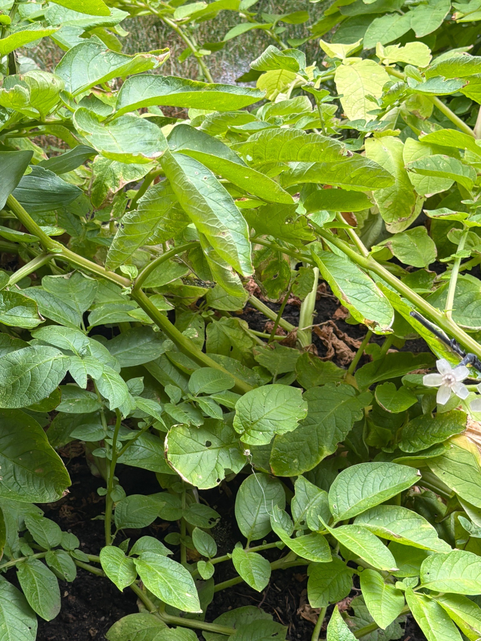 Potato plant