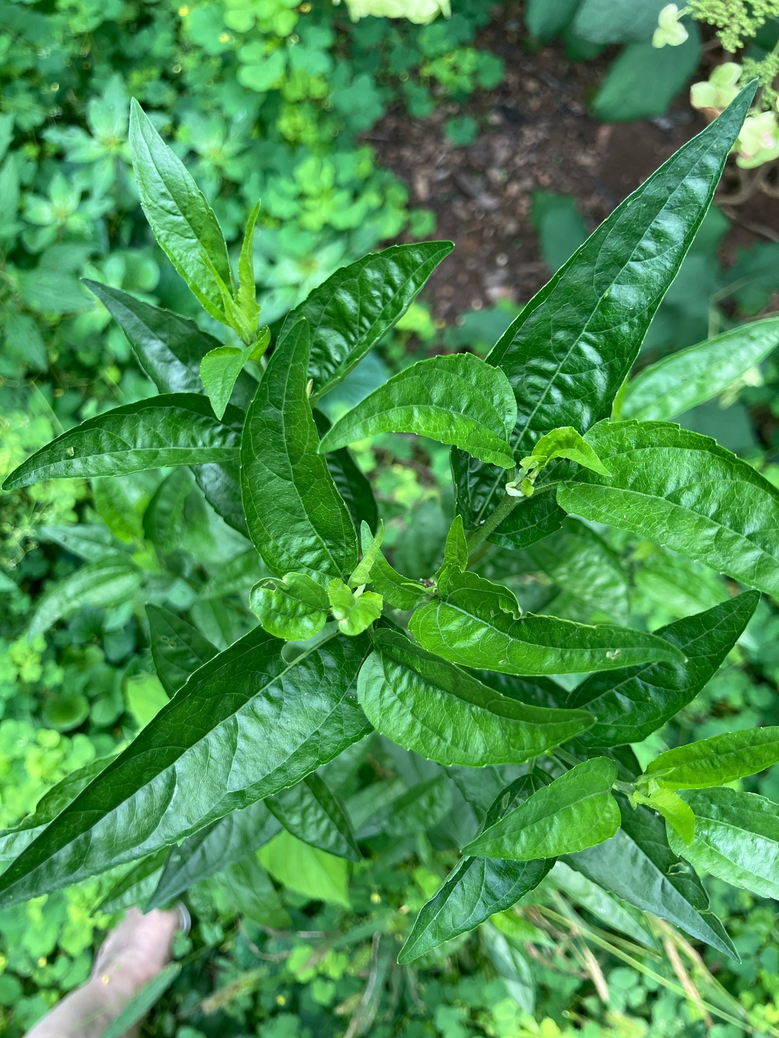 Tall Goldenrod