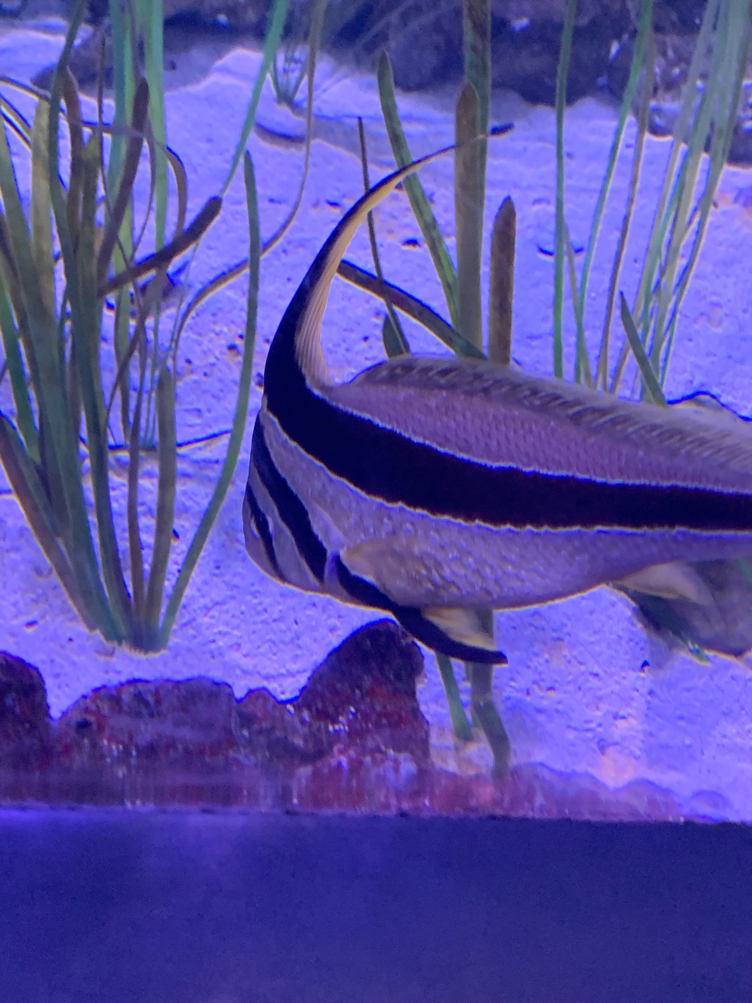 Jack-knifefish