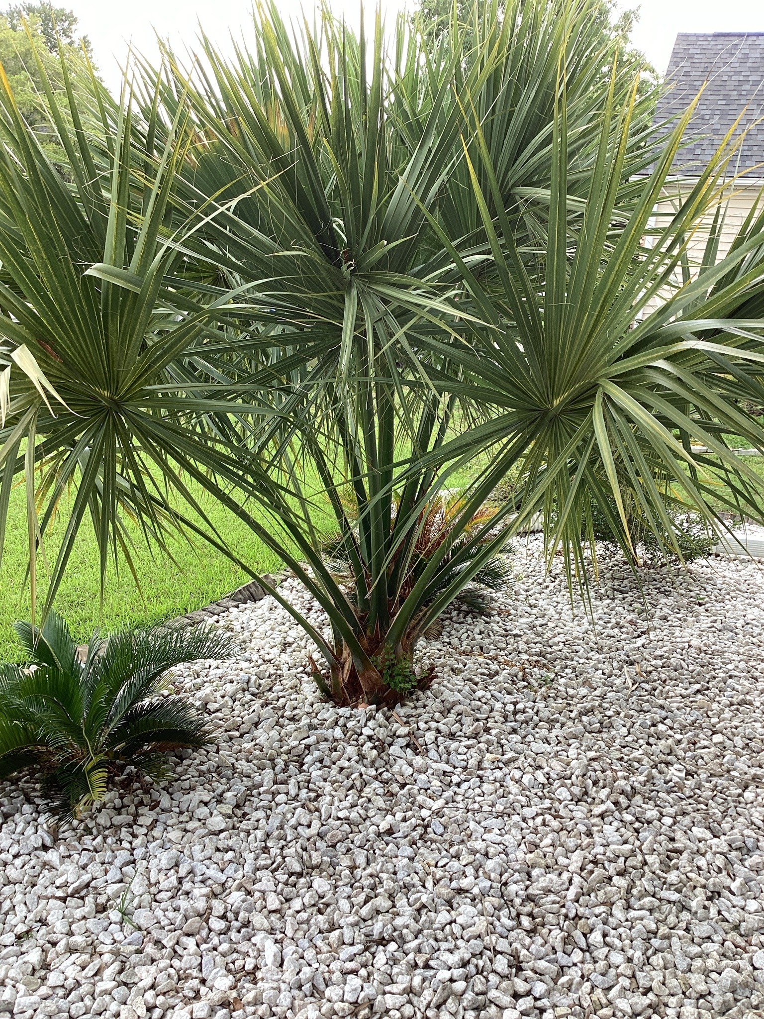 Cabbage Palmetto