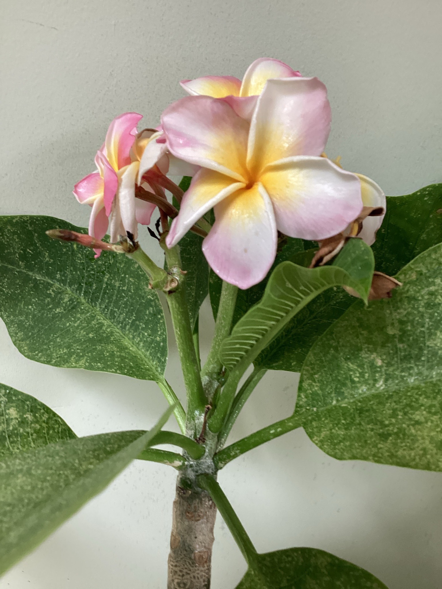 Plumeria