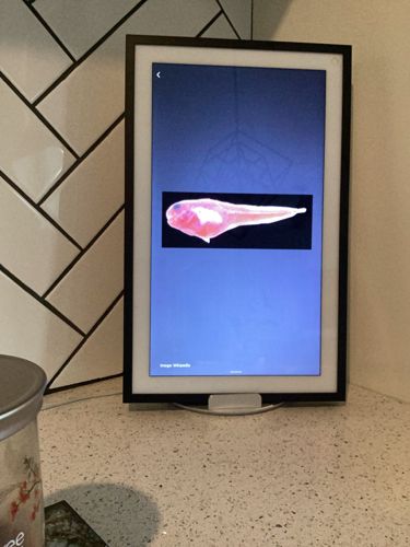 Bathyphysa conifera (Flying Spaghetti Monster)