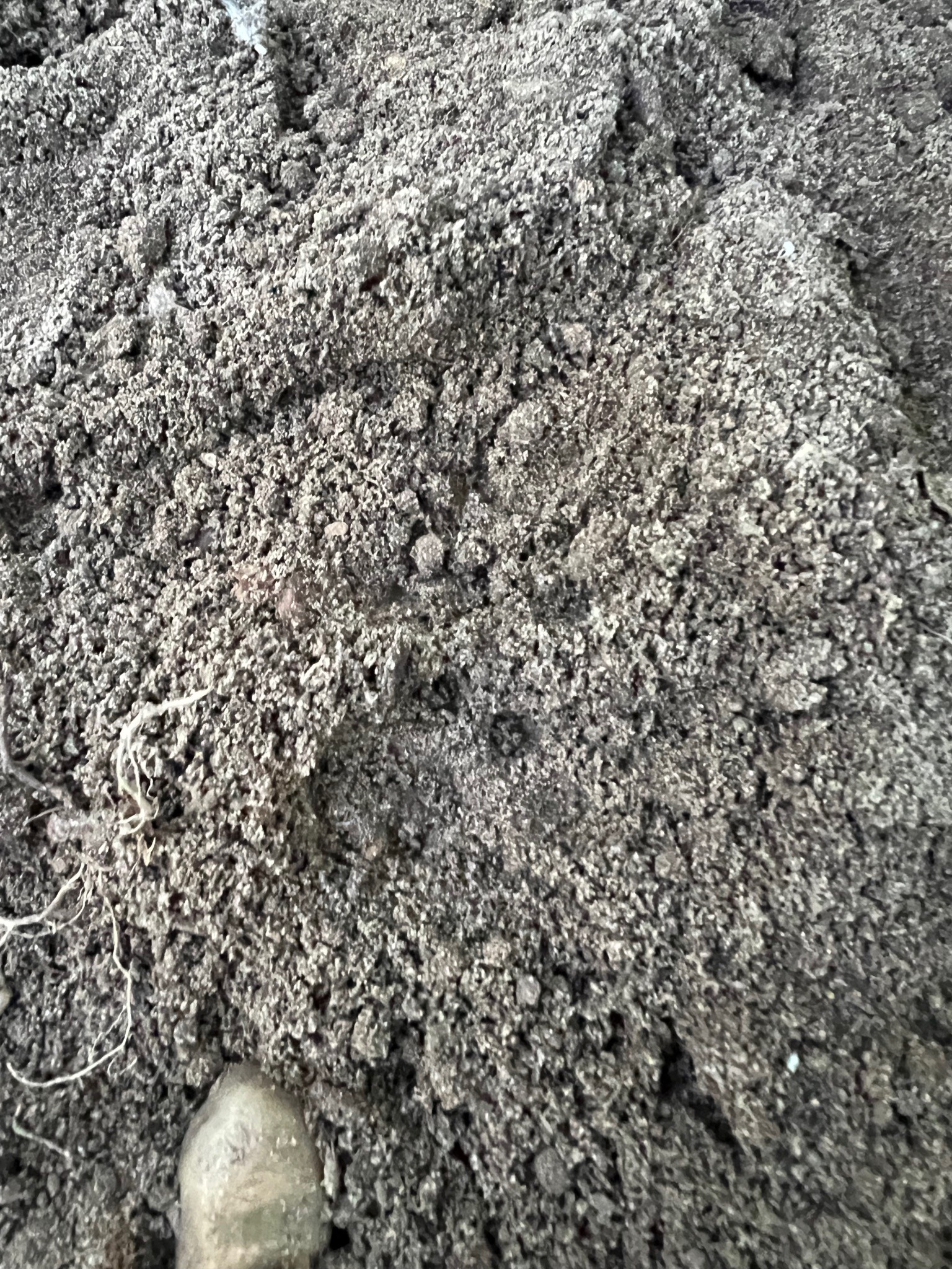 Soil