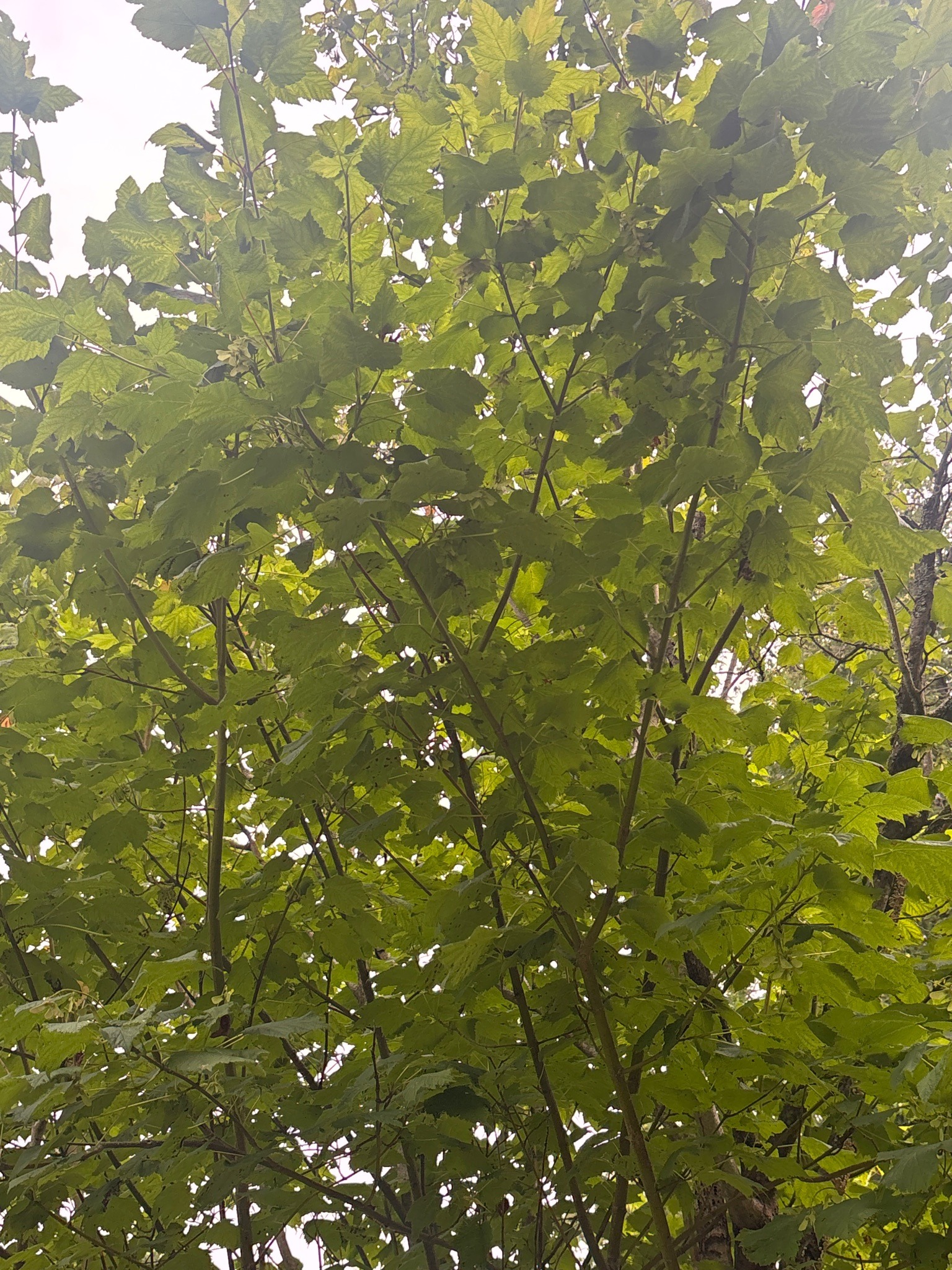 Sycamore Maple