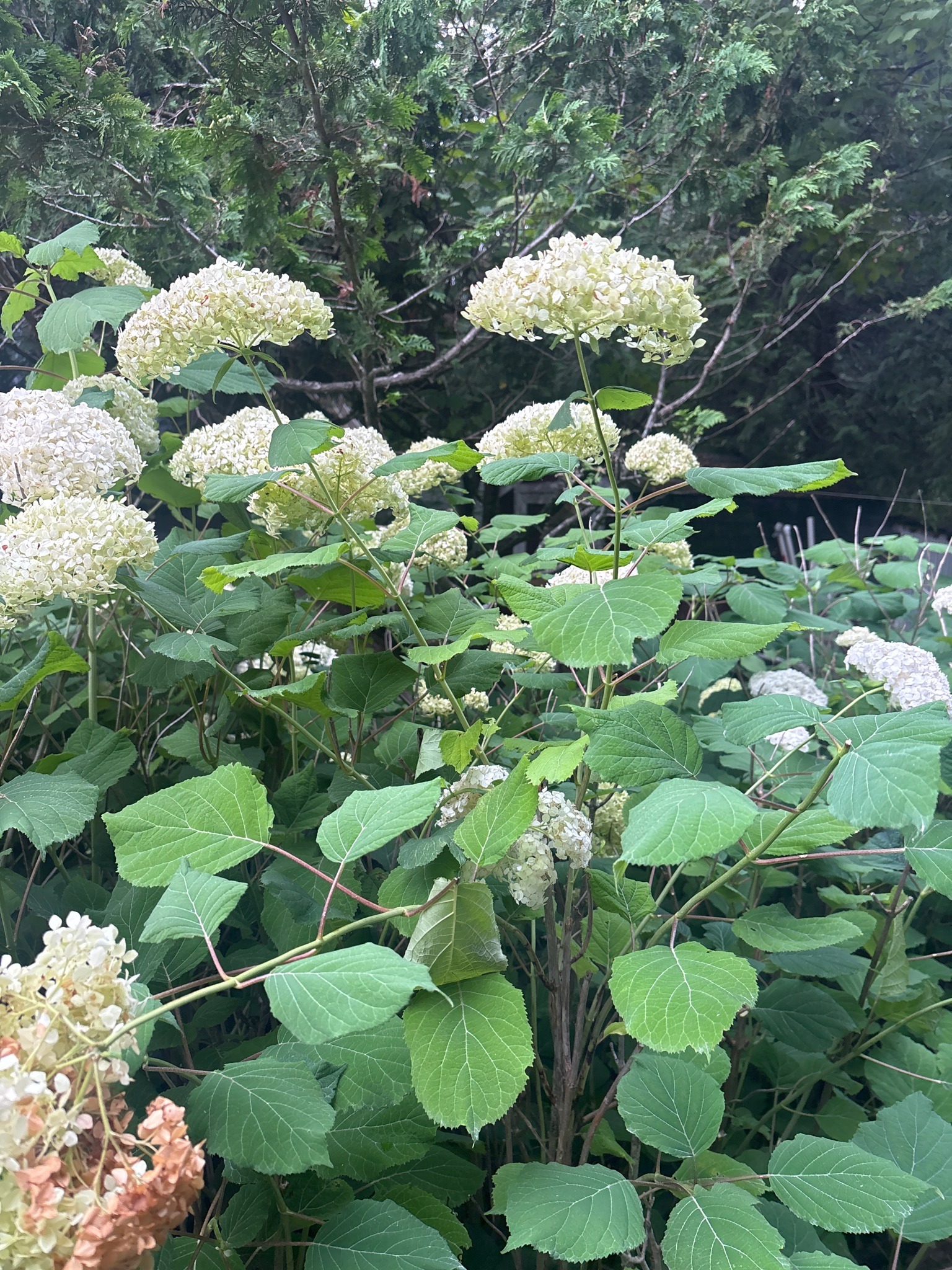 Smooth Hydrangea
