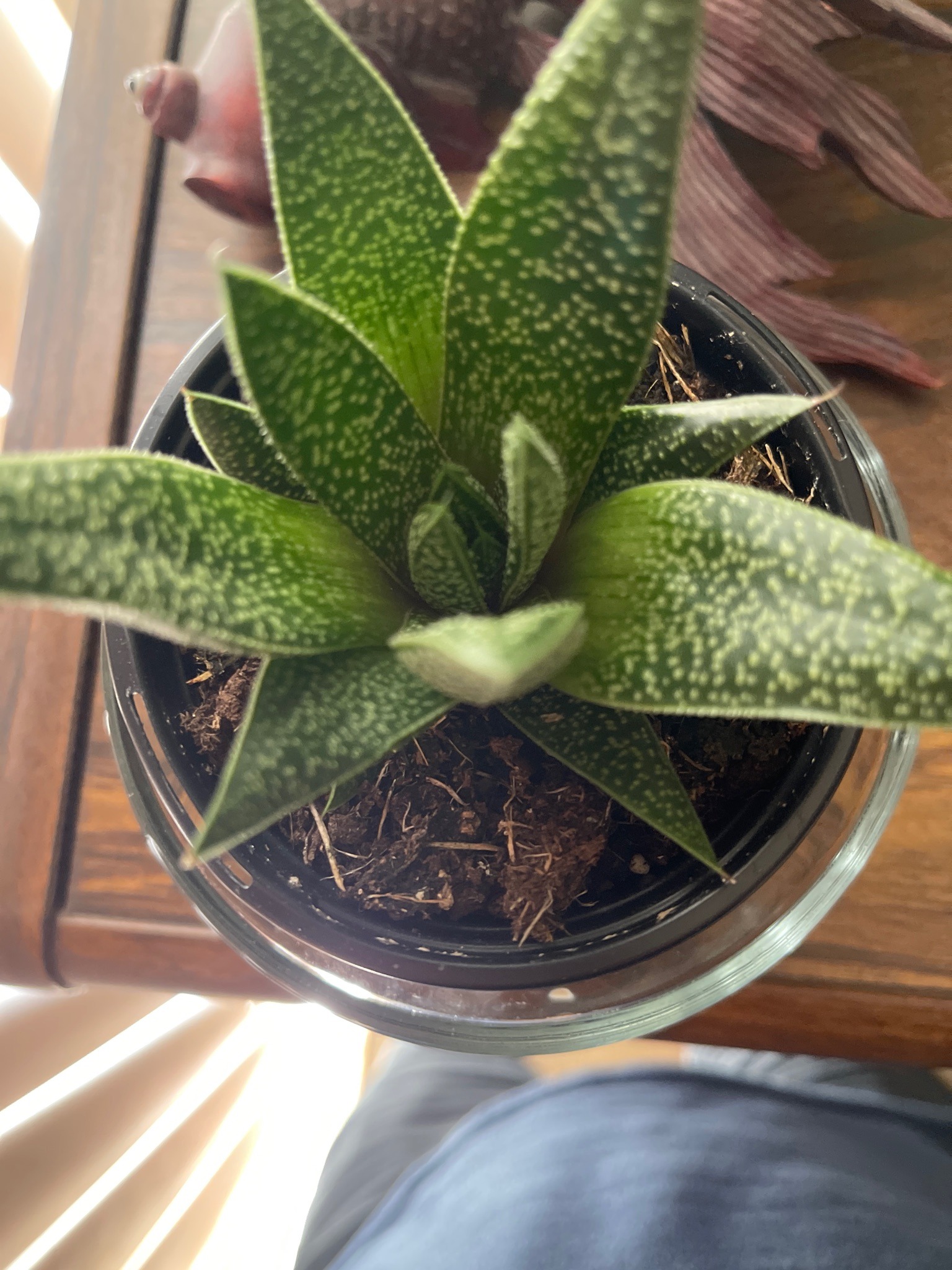 Gasteraloe