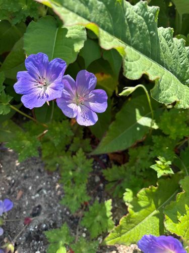 Geranium 'Rozanne' (Cranesbill)