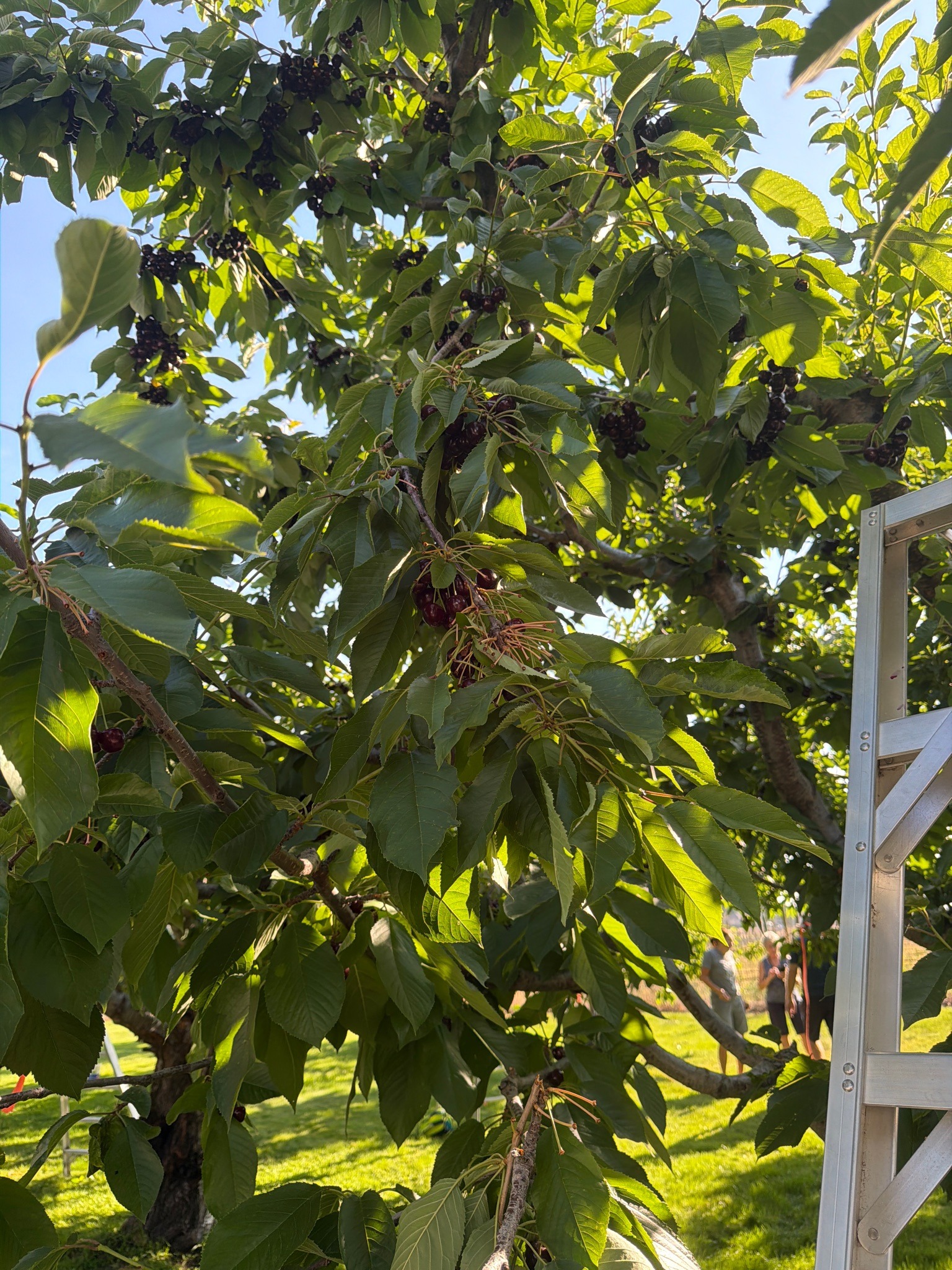 Sweet Cherry