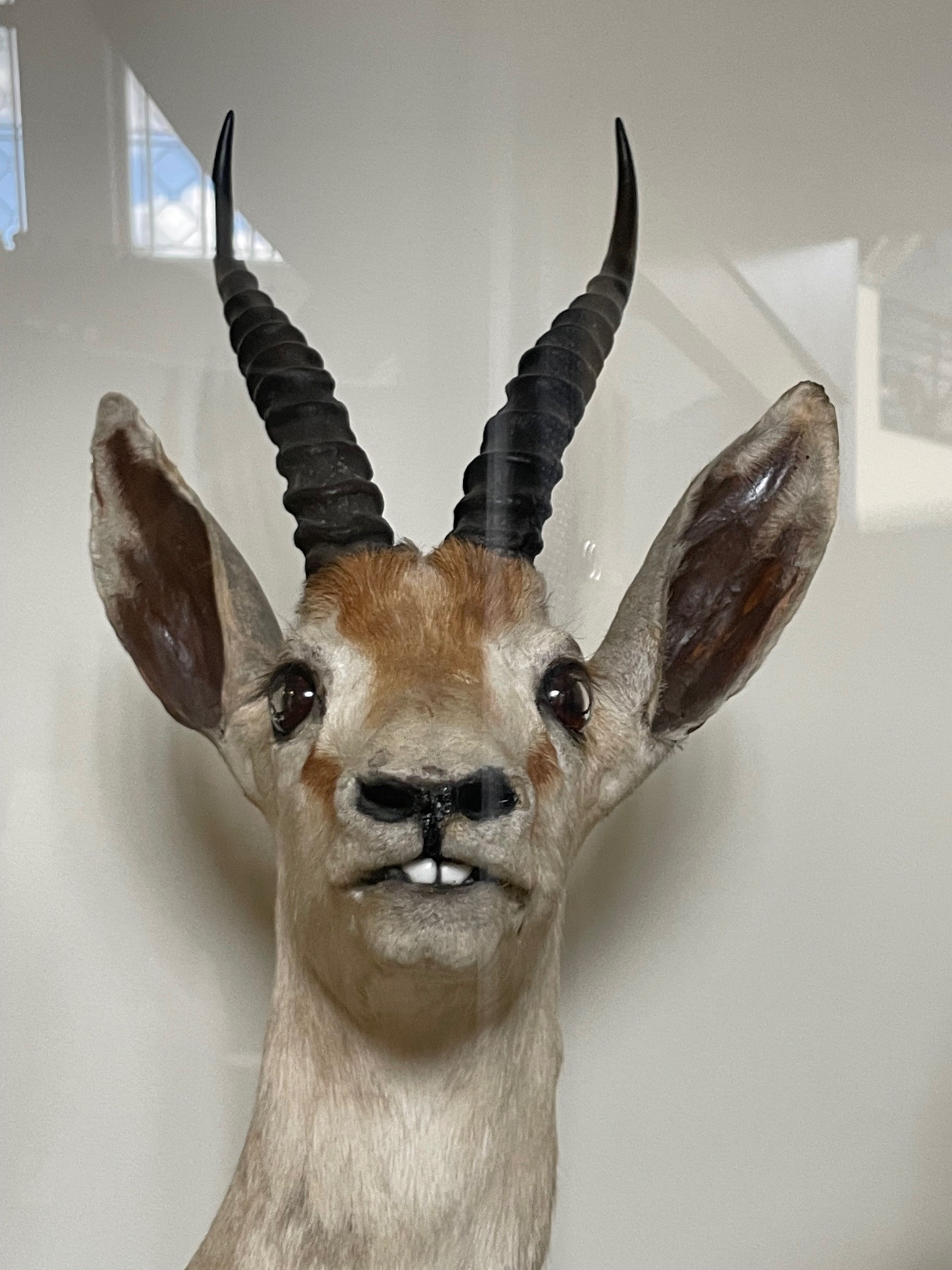 Taxidermy Antelope Specimen