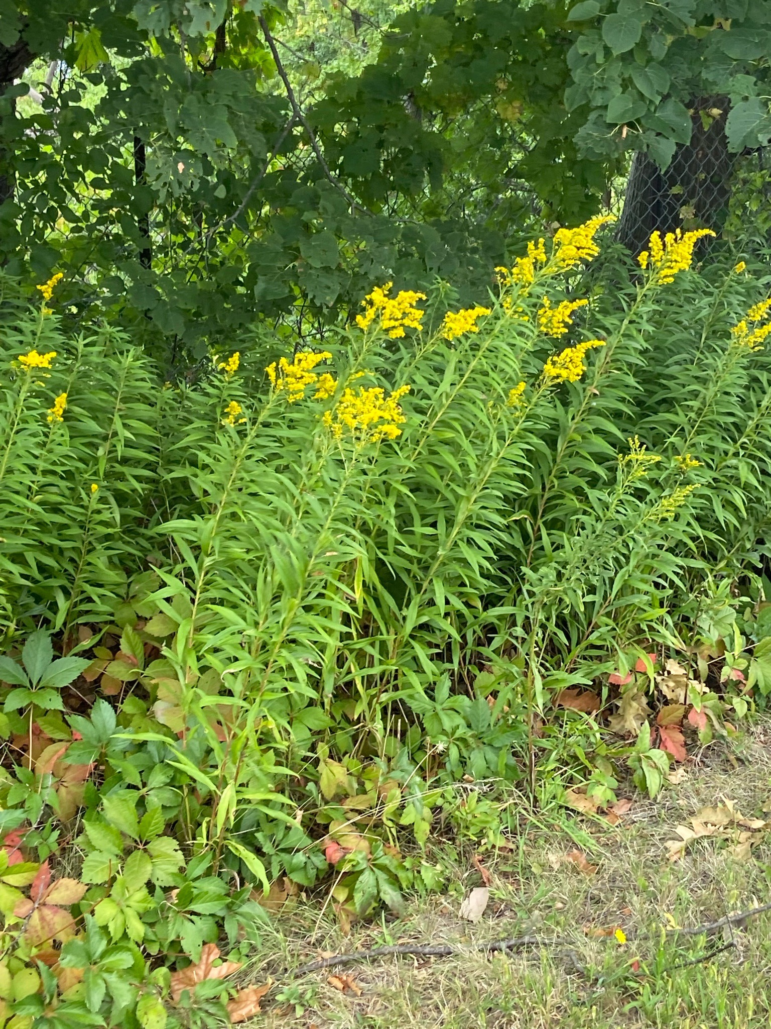 Tall Goldenrod