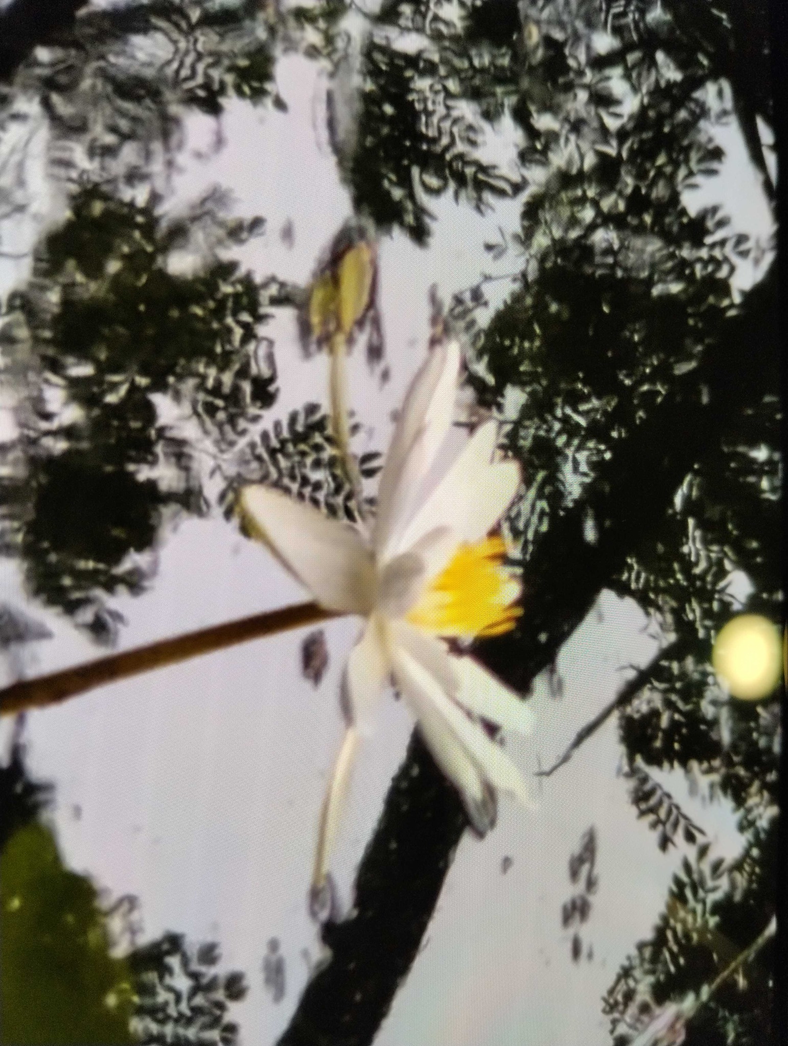White Water Lily