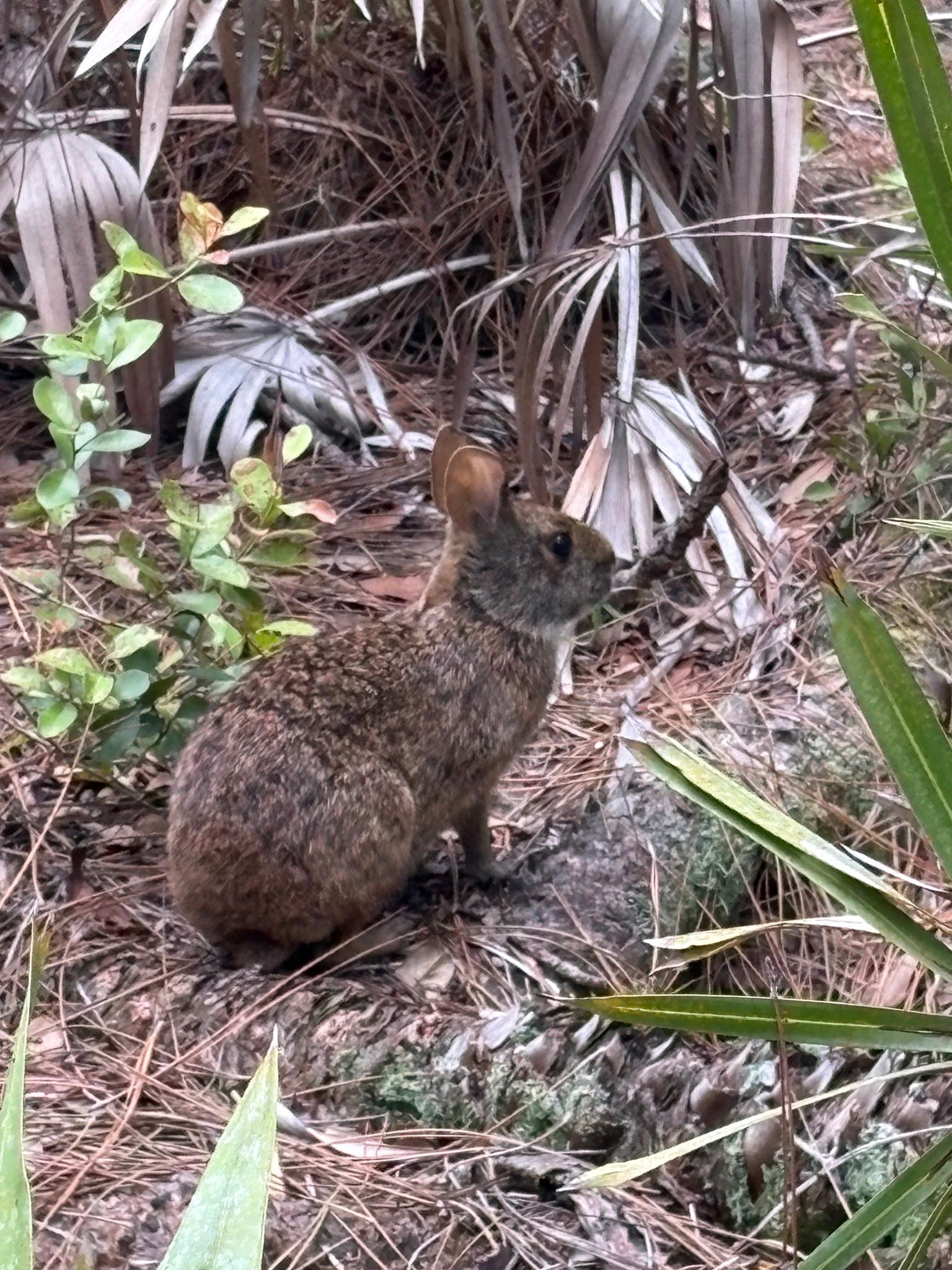 Marsh Rabbit