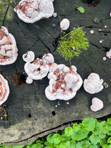 Bracket Fungi
