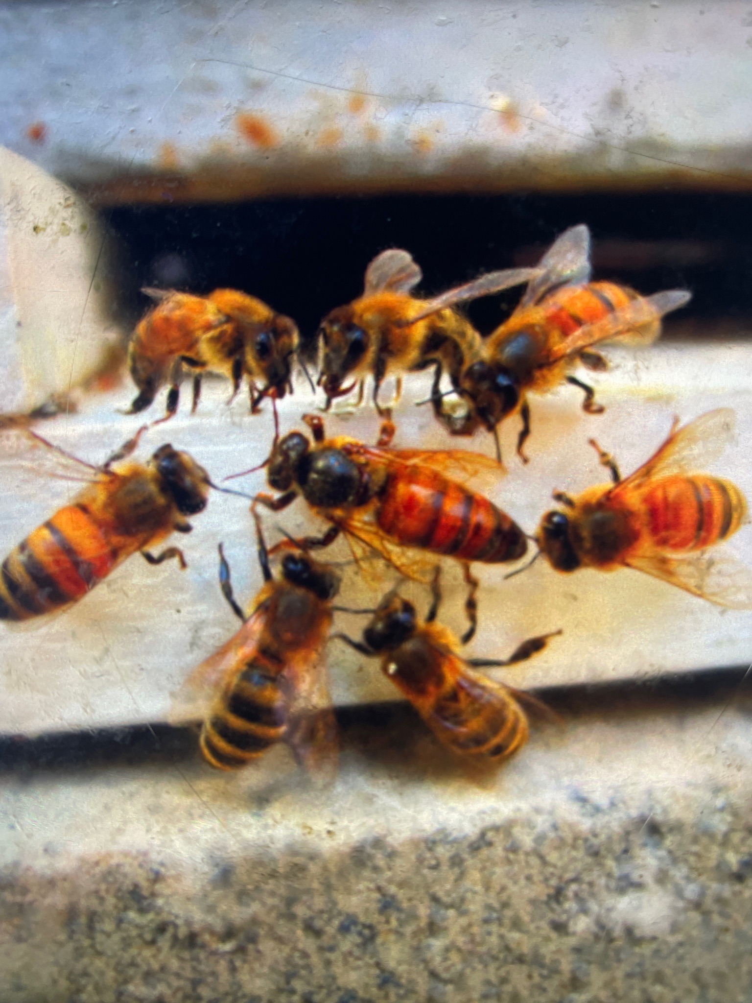 Western Honey Bee