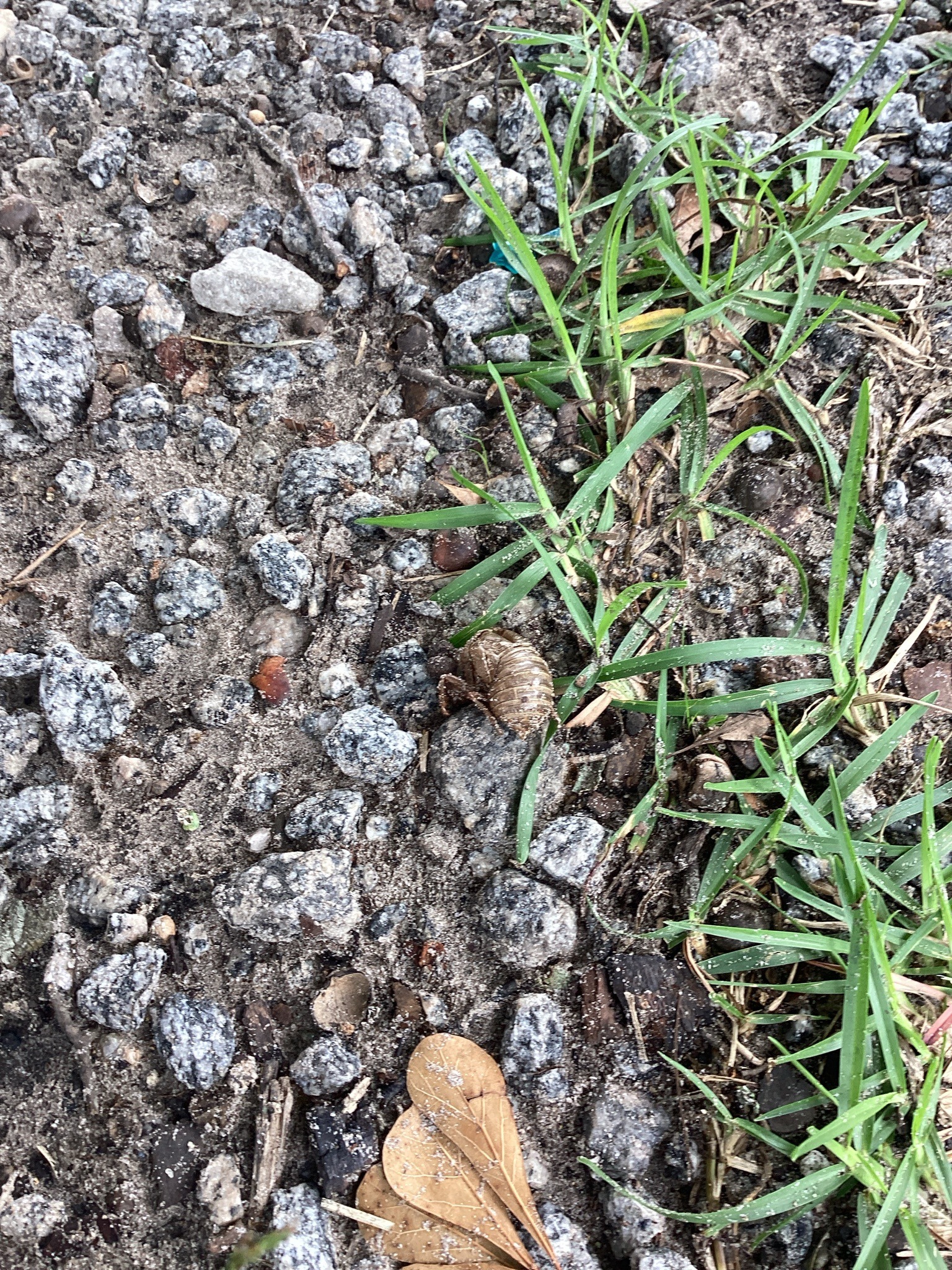 Cicada Exoskeleton