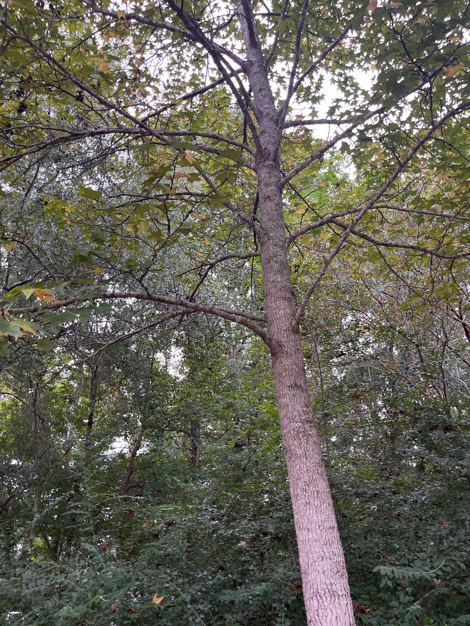 American Sweetgum