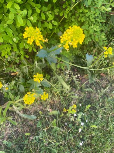 Mustard