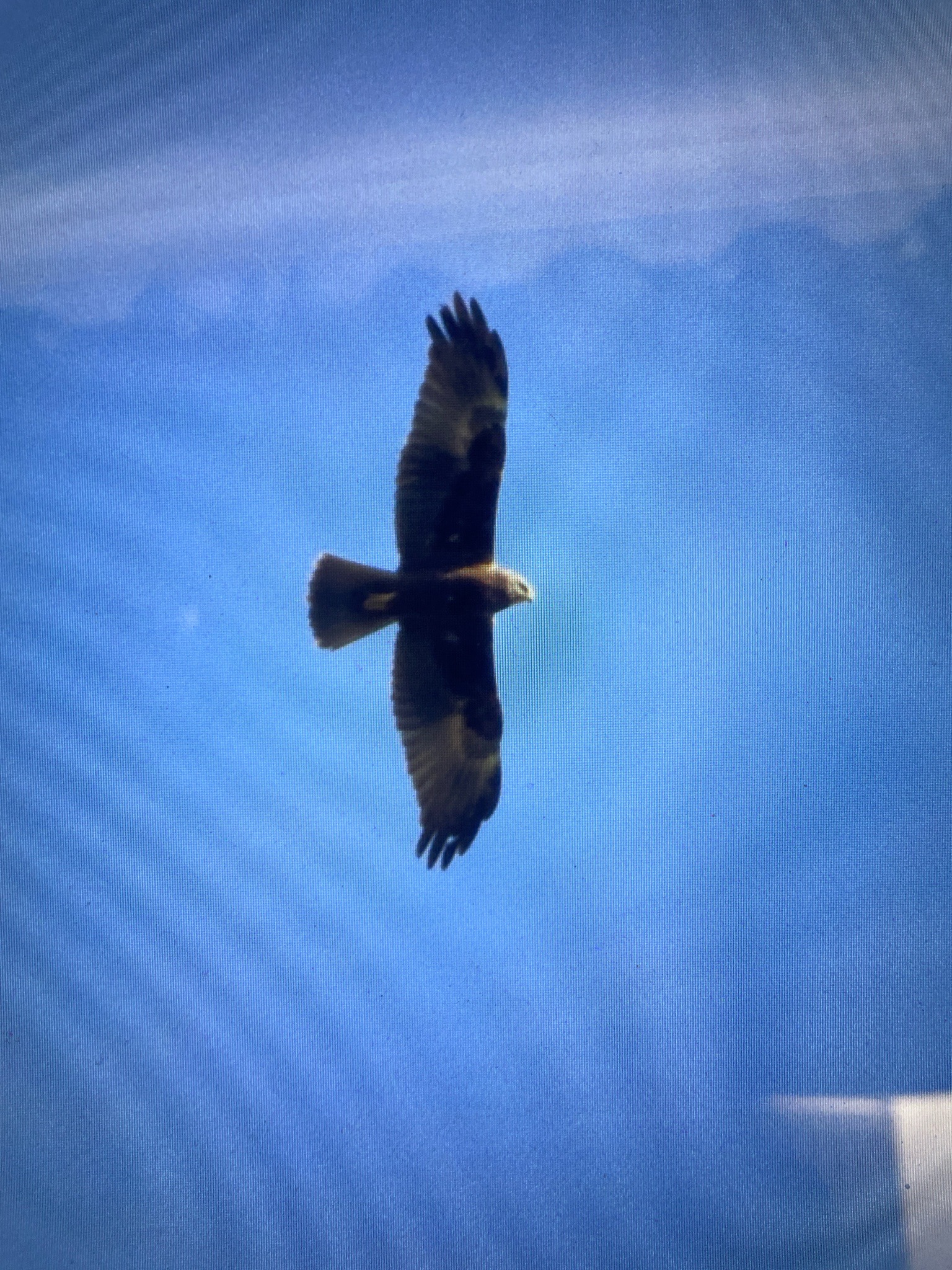 Golden Eagle
