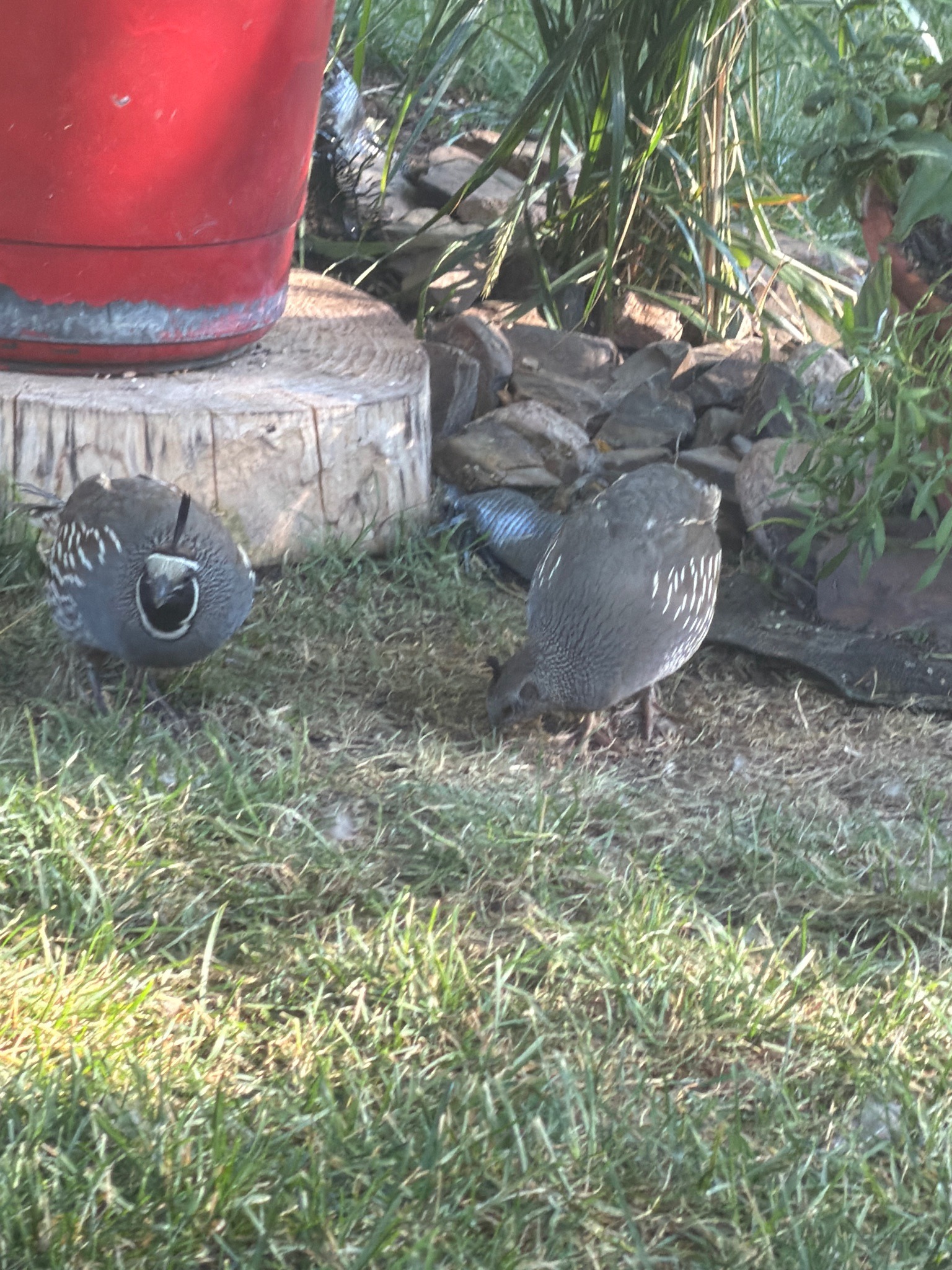 California Quail