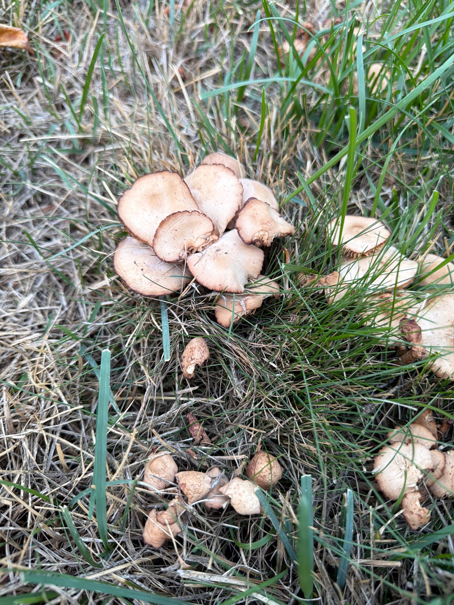 Fairy Ring Mushroom