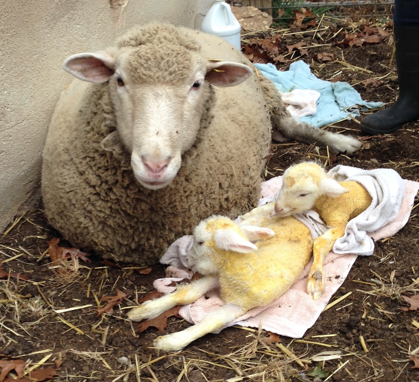 Domestic Sheep and Lambs