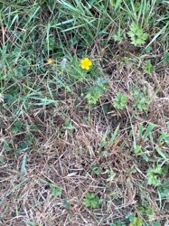 Buttercup
