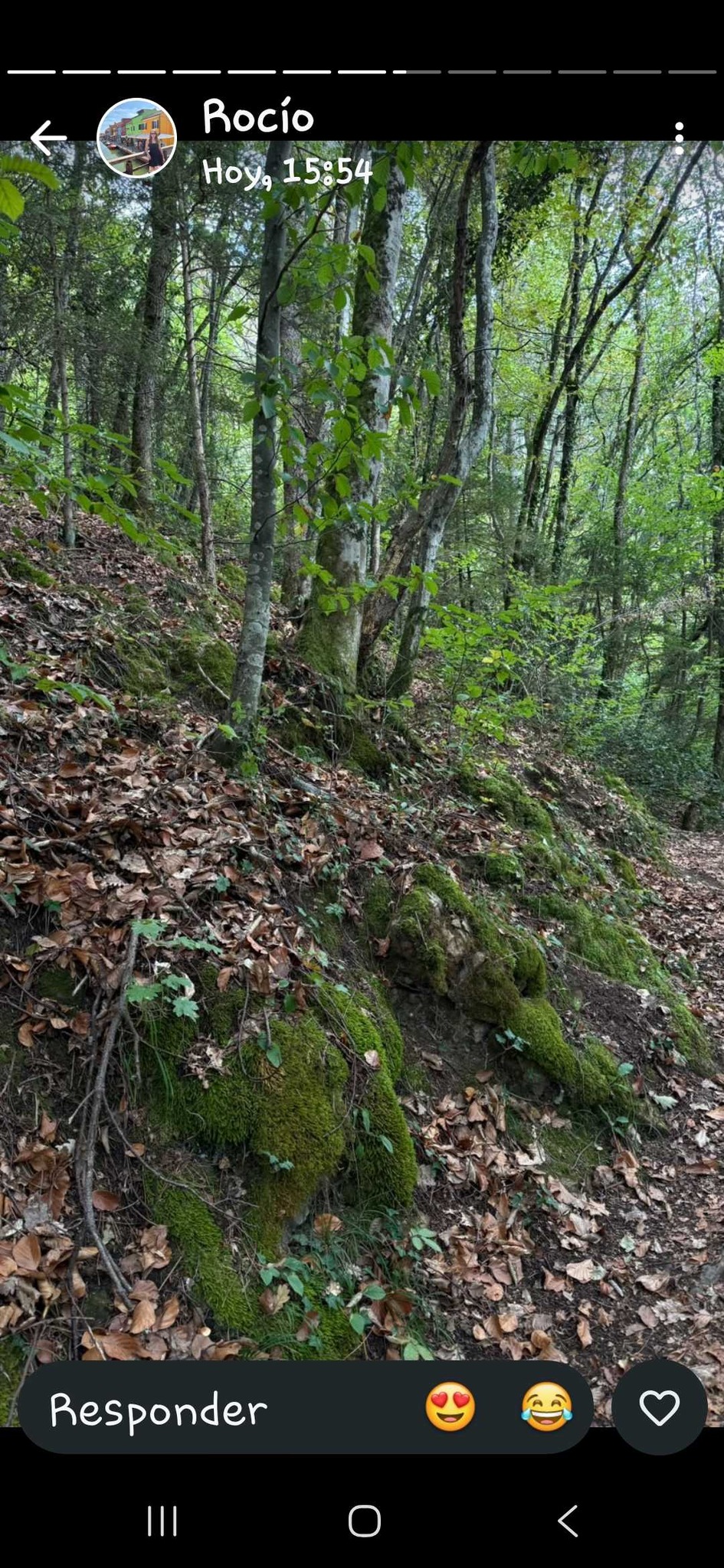 Bosque caducifolio de ribera y ladera