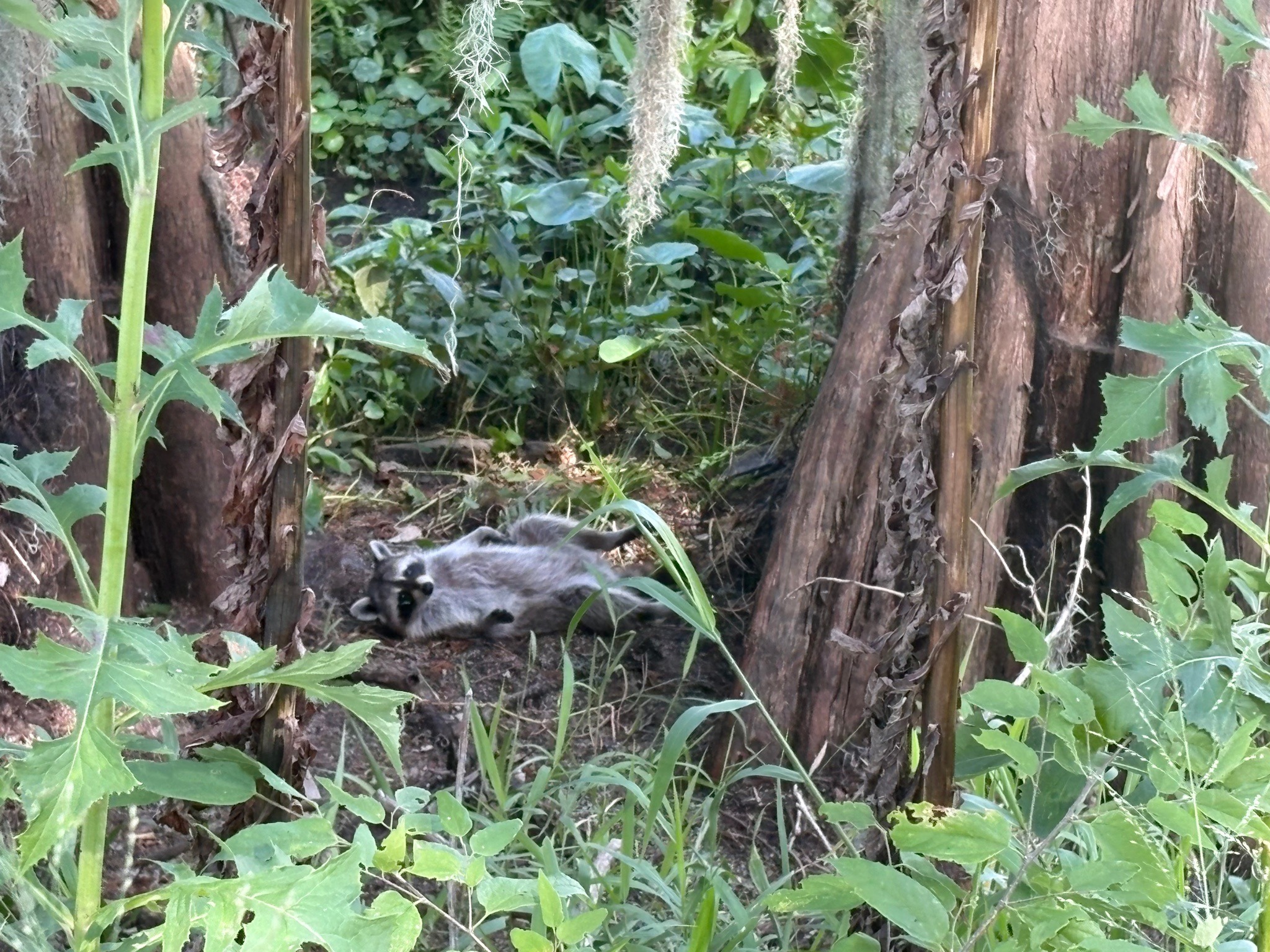 Raccoon