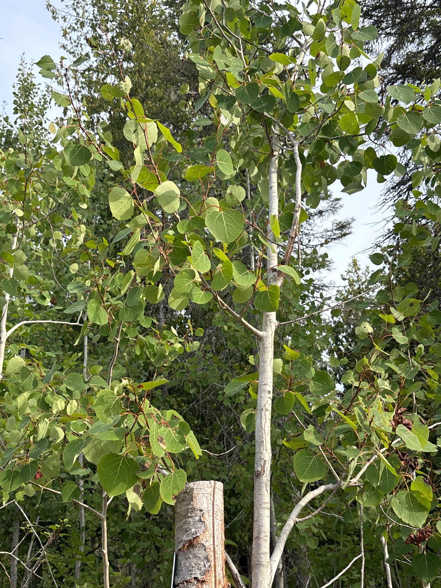 Quaking Aspen
