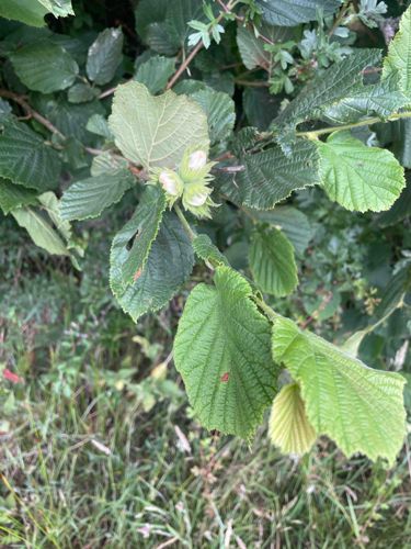 Common Hazelnut (Corylus avellana)