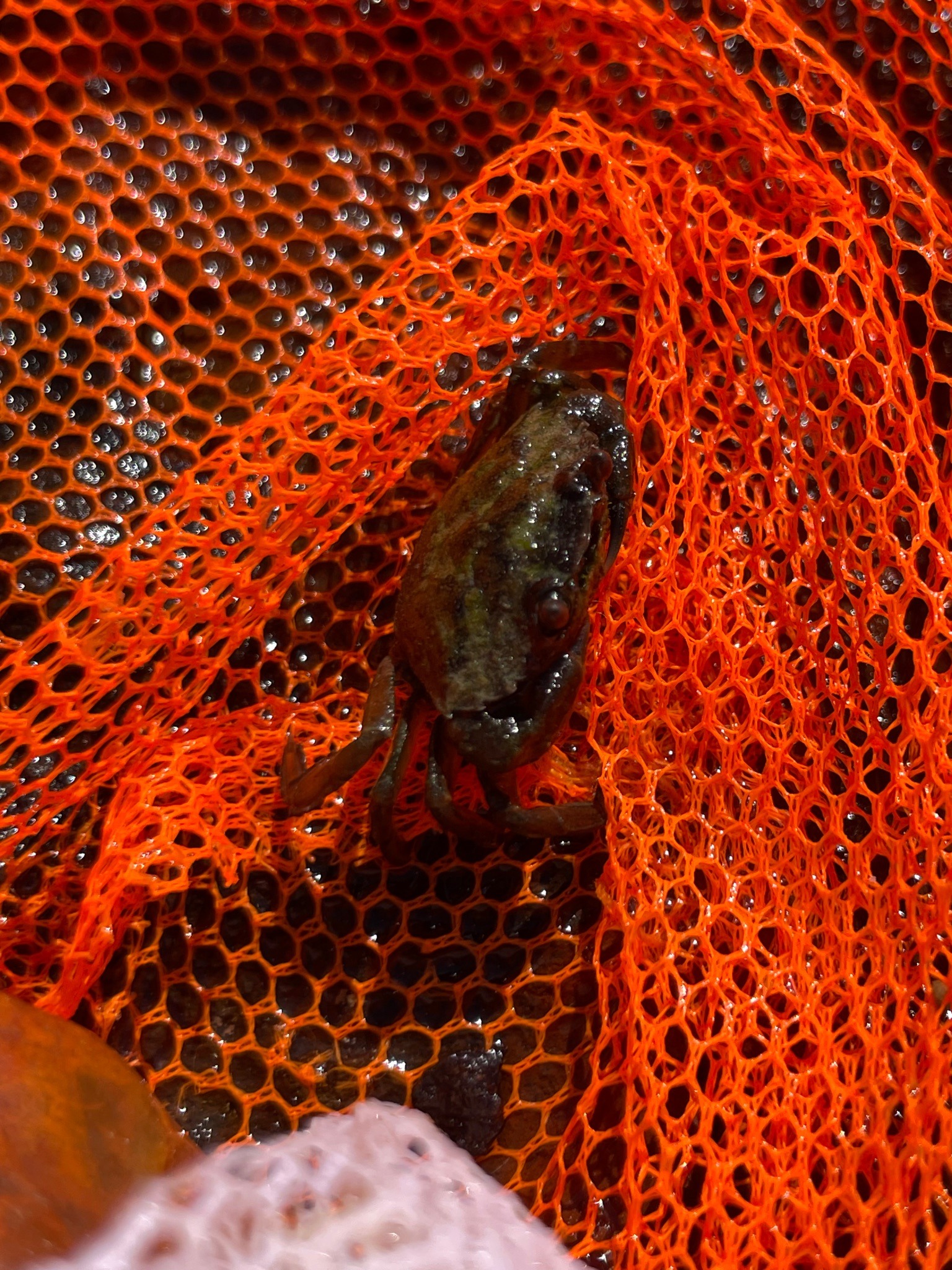 Shore Crab