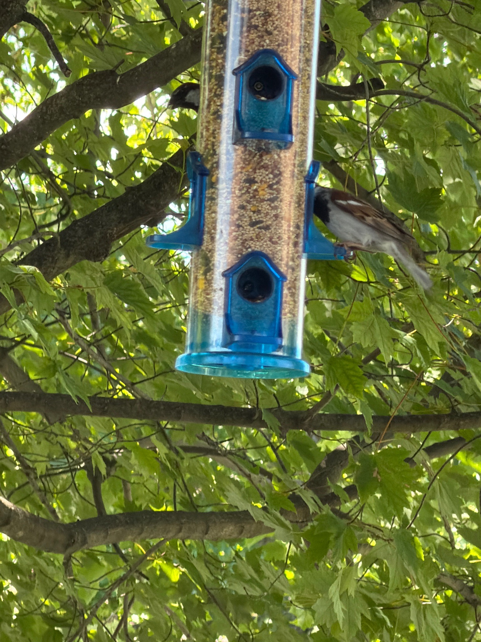 House Sparrow