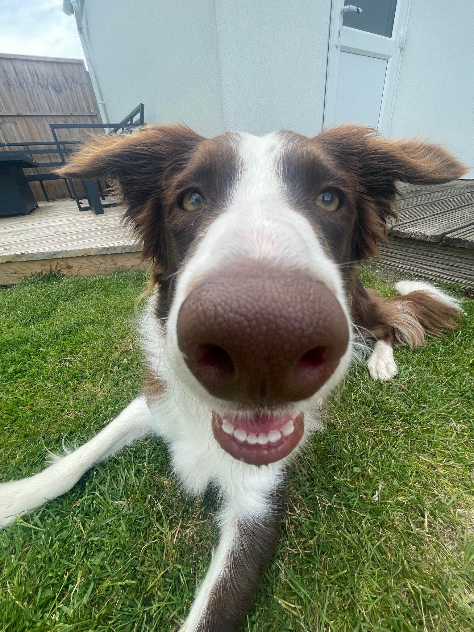 Border Collie