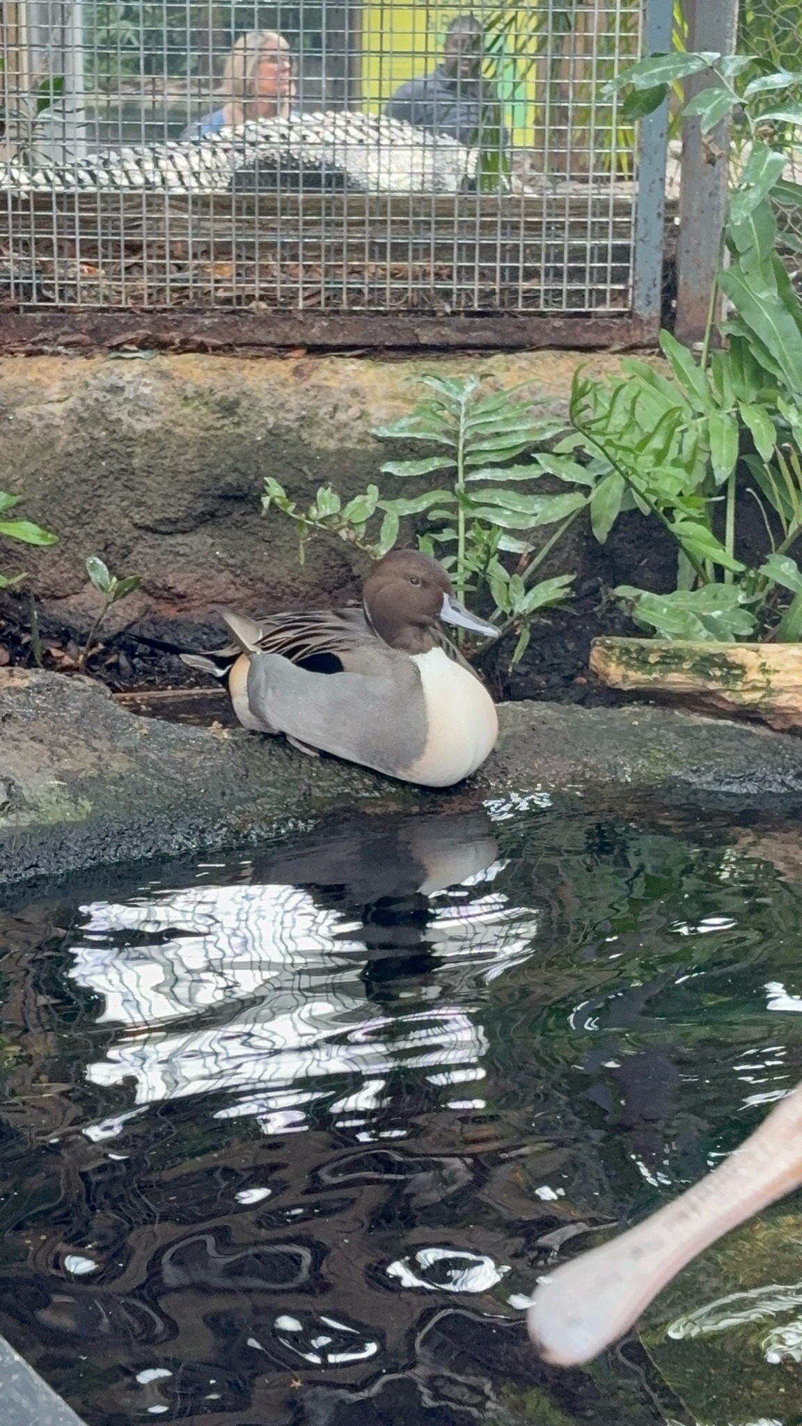 Northern Pintail