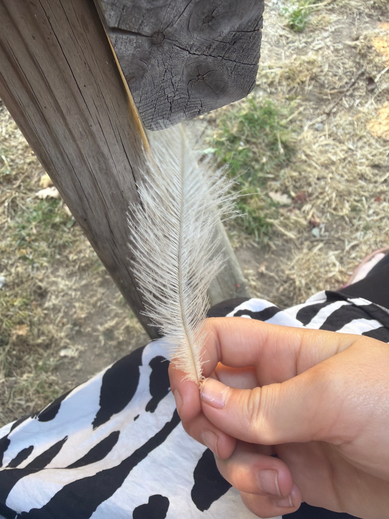 Bird Feather