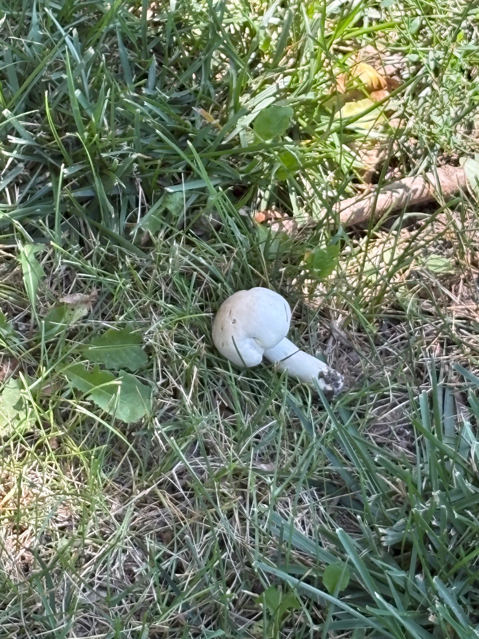 White Mushroom