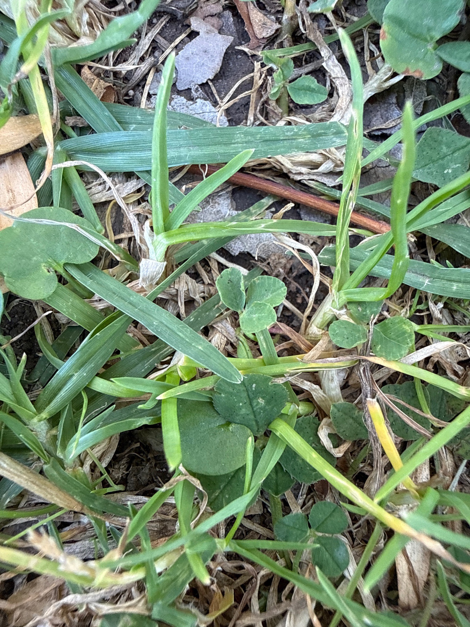White Clover