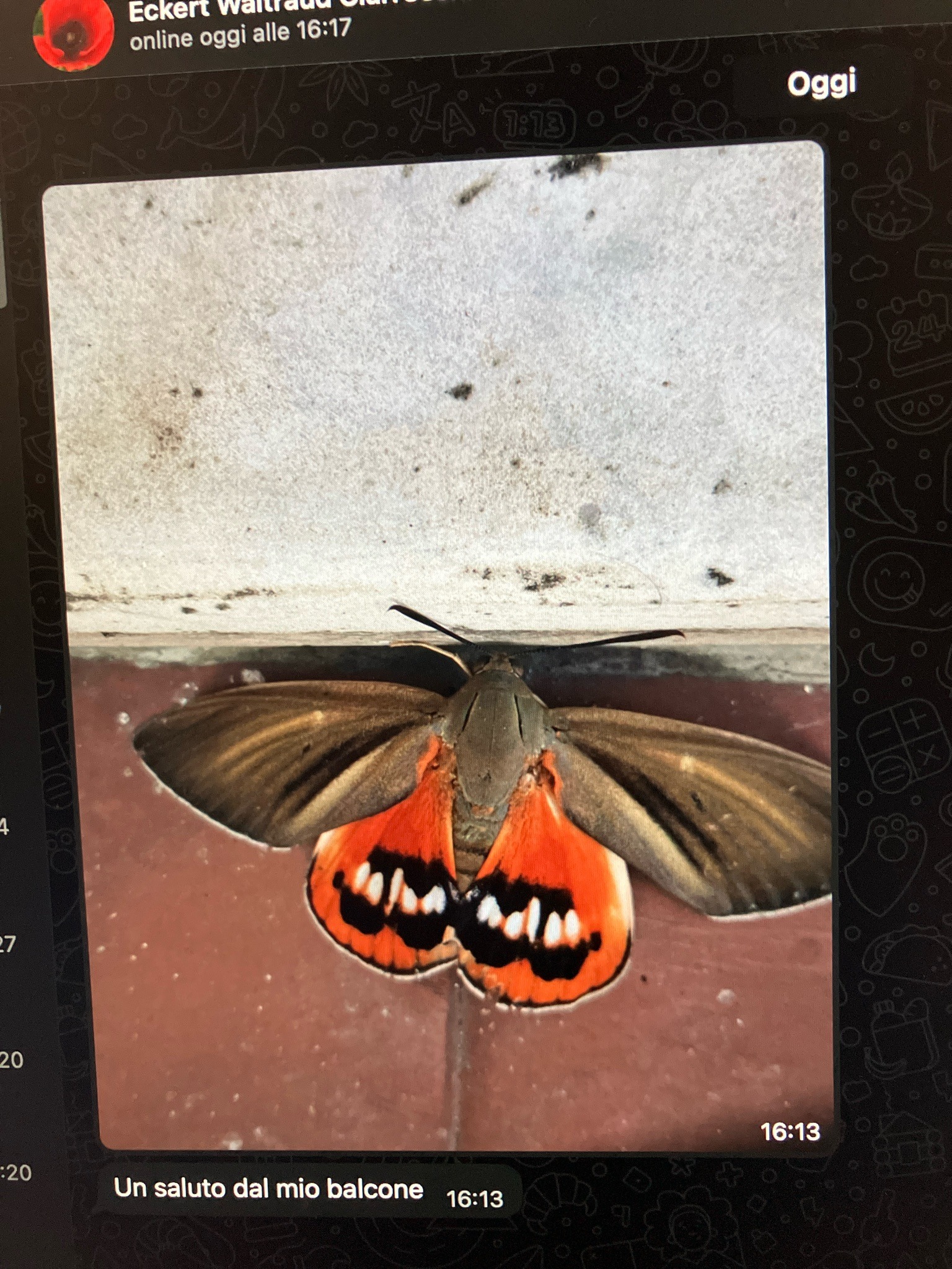 Jersey Tiger